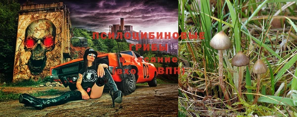 крисы Белокуриха